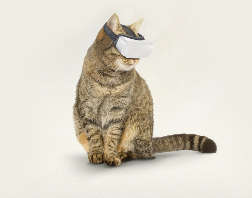 Шлем виртуальной реальности для вашего кота
